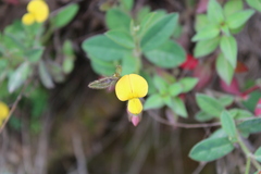 Crotalaria sagittalis