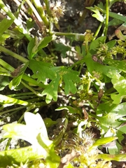 Ranunculus sceleratus