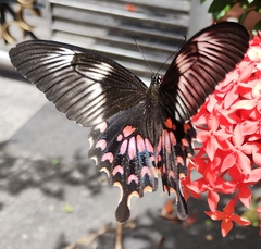 Papilio polytes
