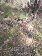 Hypocalymma angustifolium