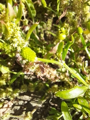 Ranunculus sceleratus