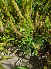 Ranunculus sceleratus