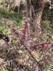 Hypocalymma angustifolium