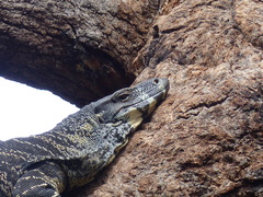 Varanus varius