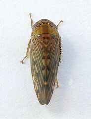 Marganana suilla