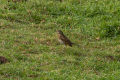 Turdus philomelos clarkei