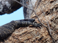 Varanus varius