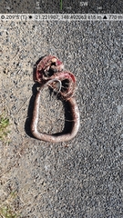 Pseudechis porphyriacus