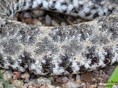 Crotalus mitchellii