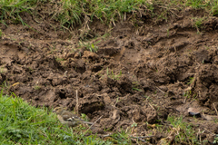 Fringilla coelebs gengleri