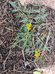 Cymopterus