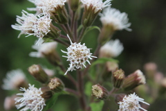 Ageratina deltoidea