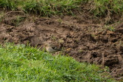 Fringilla coelebs gengleri