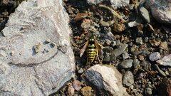 Vespula atropilosa