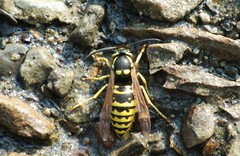 Vespula atropilosa