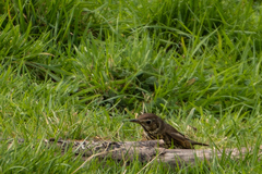 Turdus philomelos clarkei