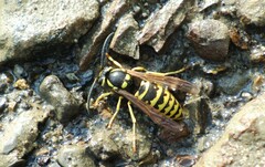 Vespula atropilosa