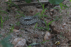 Crotalus mitchellii