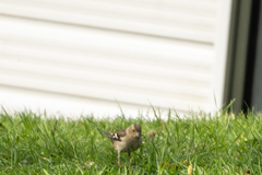 Fringilla coelebs gengleri