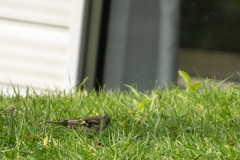 Fringilla coelebs gengleri