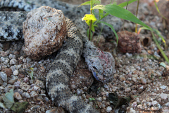 Crotalus mitchellii