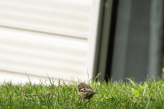 Fringilla coelebs gengleri