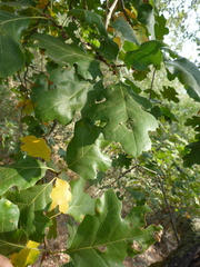 Taphrina caerulescens