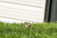 Fringilla coelebs gengleri