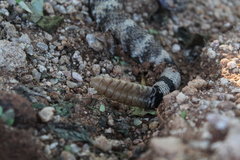 Crotalus mitchellii