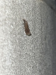 Pelochrista similiana