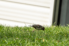 Fringilla coelebs gengleri