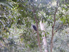 Buteogallus lacernulatus