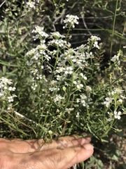 Lepidium fremontii