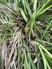 Lomandra densiflora