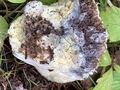 Hypocreaceae