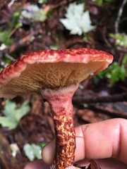 Suillus spraguei