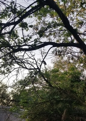 Chlorocebus pygerythrus pygerythrus