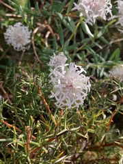 Hakea lissocarpha
