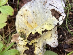 Hypocreaceae