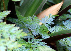 Selaginella willdenowii