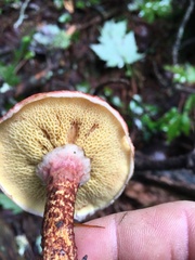 Suillus spraguei