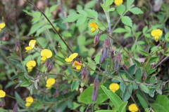 Crotalaria sagittalis