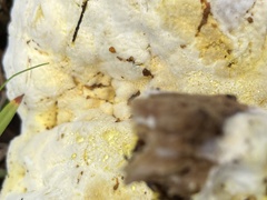 Hypocreaceae