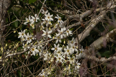 Clematis paniculata