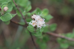 Ageratina calaminthifolia