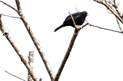 Turdus merula merula