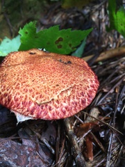 Suillus spraguei