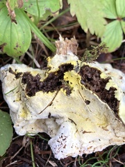 Hypocreaceae