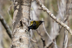Anthornis melanura melanura