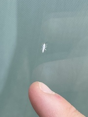 Prociphilus tessellatus